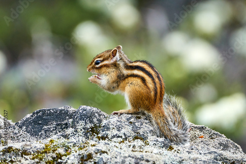 食事中のエゾシマリス