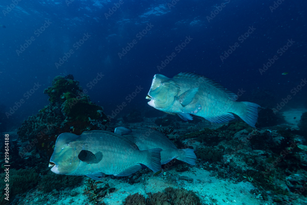 Fototapeta premium Humphead parrotfish Bolbometopon muricatum