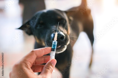 Vaccine Rabies Bottle and Syringe Needle Hypodermic Injection,Immunization rabies and Dog Animal Diseases,Medical Concept with Dog blurred Background.Selective Focus Vaccine vial 
