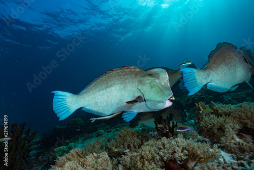 Humphead parrotfish Bolbometopon muricatum © Francesco