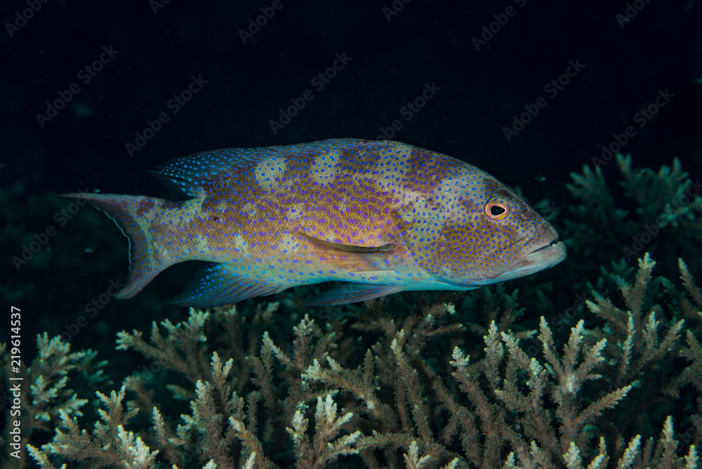 Coral grouper Cephalopolis miniata Coral grouper Cephalopolis miniata