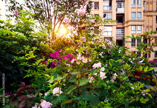 The rose of the residential area is beautiful from the afterglow of the setting sun. © 宗毅