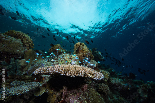 Tropical Coral Reef Underwater