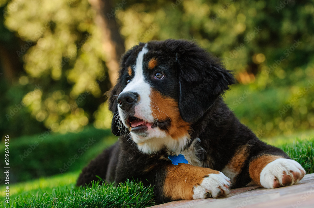 Bernese Mountain Dog puppy outdoor portrait lying down
