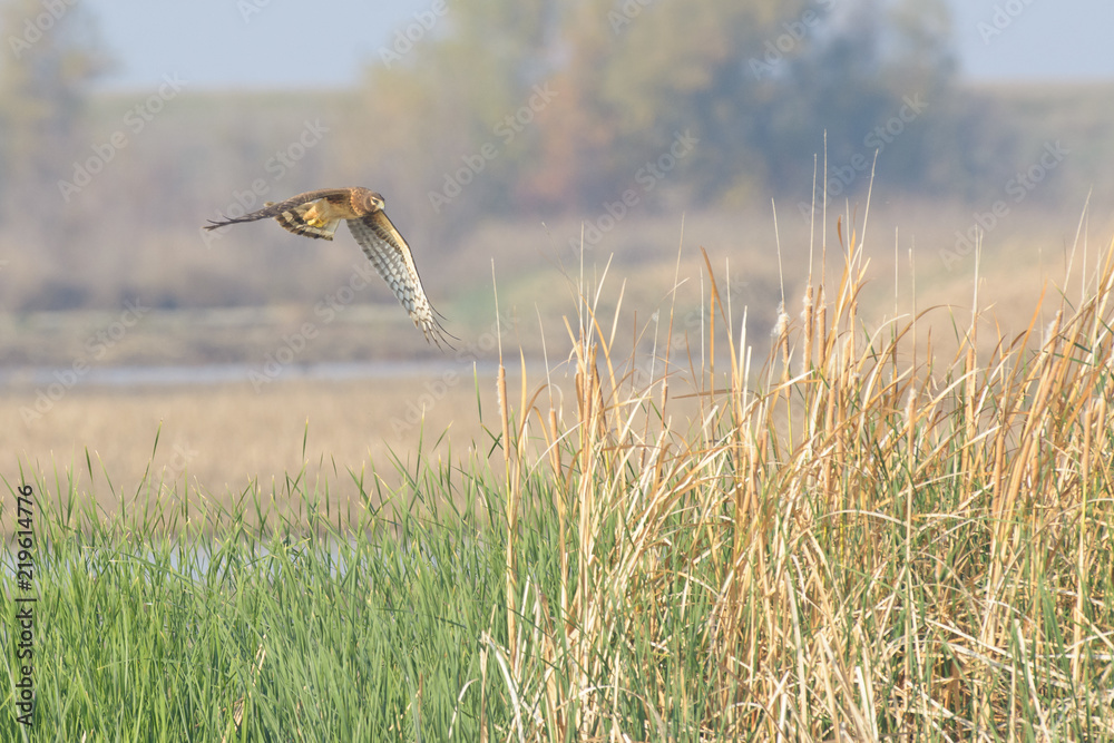 Brown flying harrier bird above grass