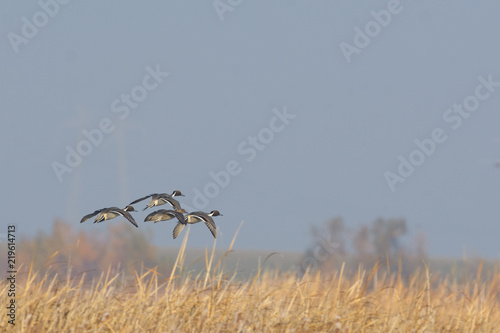 Pintail ducks flying above wetland