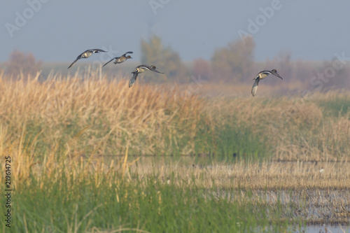 Valokuvatapetti Flying wild pintail ducks above lake