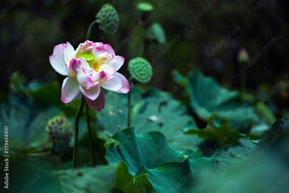 The lotus blooms in the lotus pond are more beautiful in the rain. The lotus blooms in the lotus pond are more beautiful in the rain.