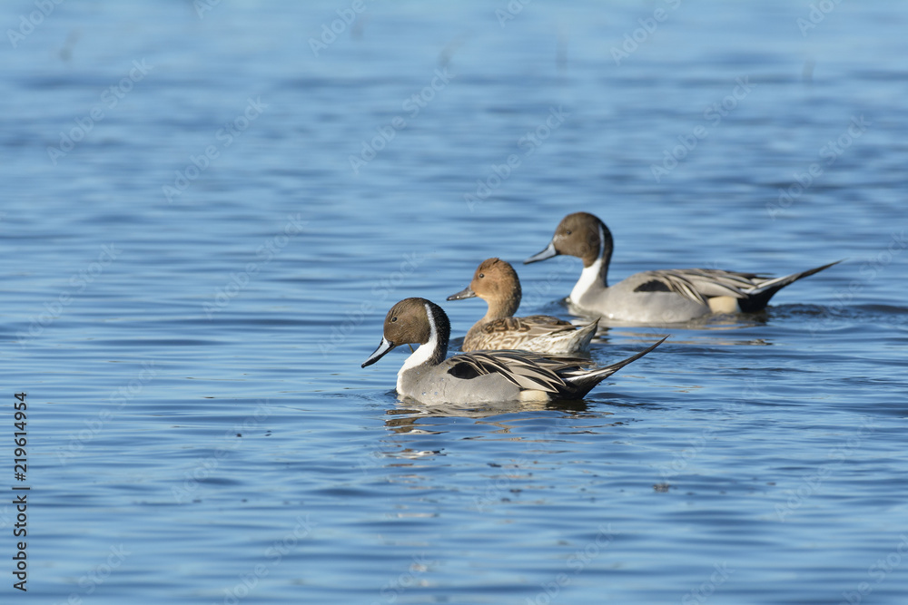 Northern Pintail Ducks swimming in blue lake