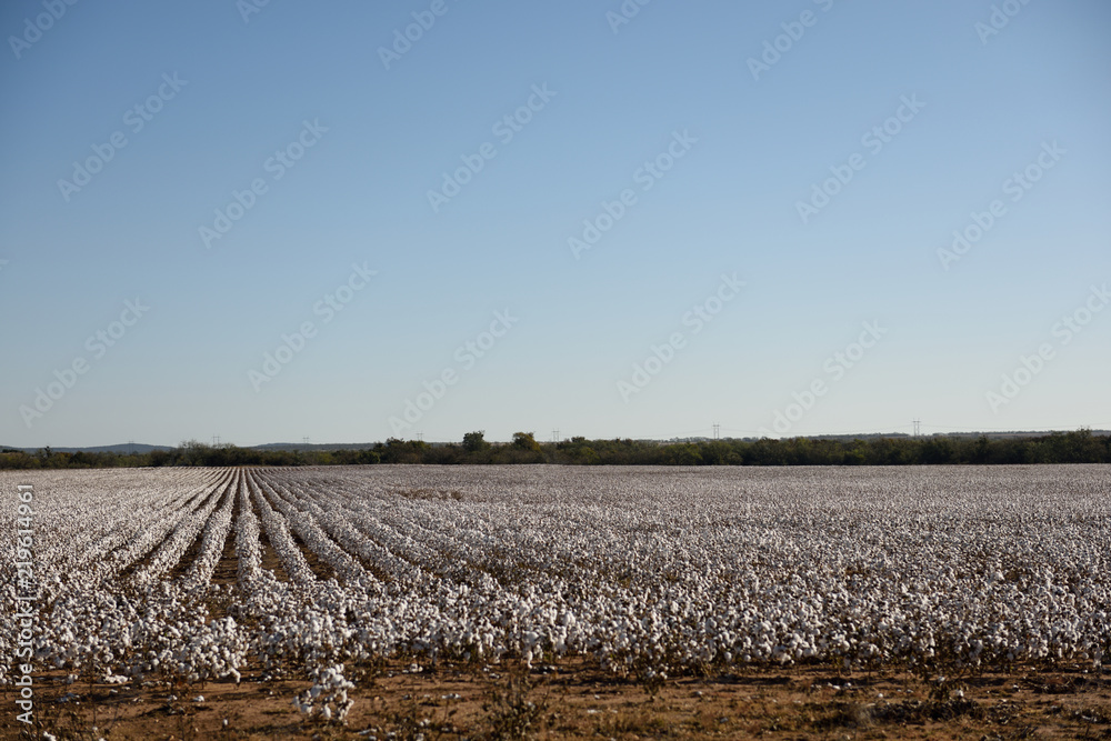 Panoramic view of a large field with long rows of fluffy white raw cotton plants in west Texas, USA