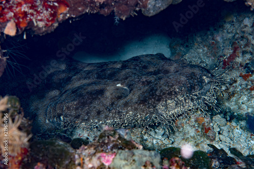Tasselled wobbegong shark Eucrossorhinus dasypogon 