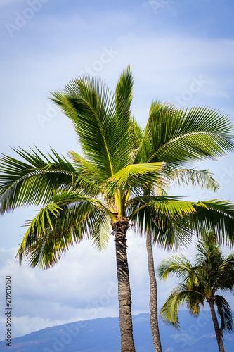 Palm Tree