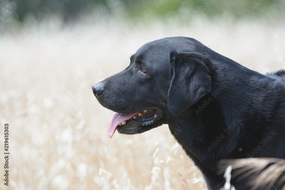 Black adult Labrador dog outdoors