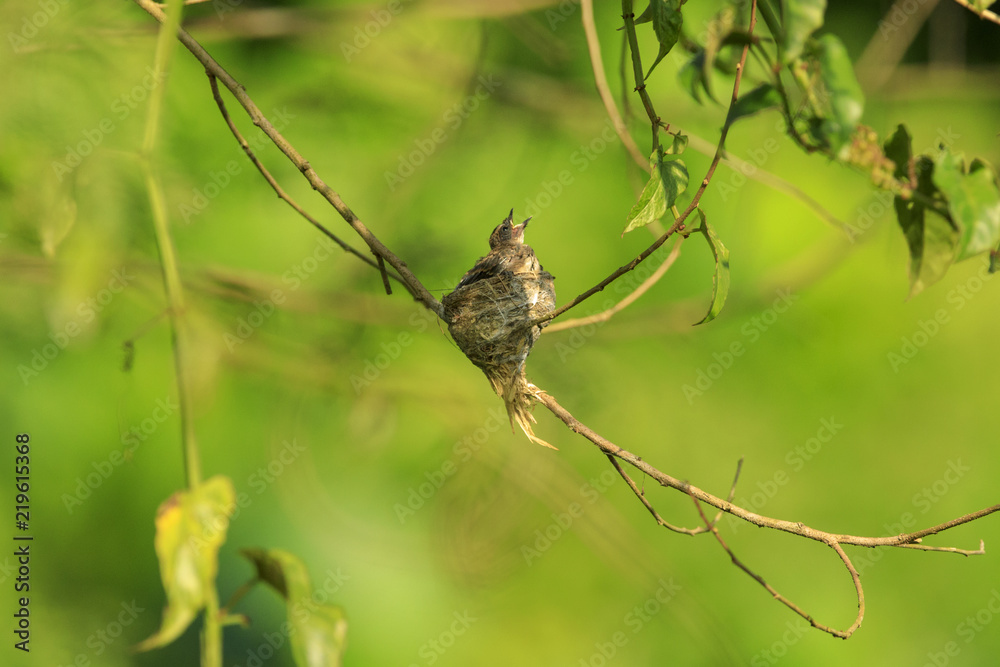 Malaysian pied fantail chicks in a nest, taken in Kranji Marshes, Singapore Malaysian pied fantail chicks in a nest, taken in Kranji Marshes, Singapore