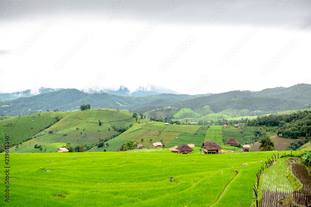 Rice fields and small huts