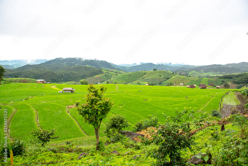 Obraz premium Rice fields and small huts