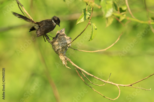 A Malaysian pied fantail bird with chicks in a nest, taken in Kranji Marshes, Singapore © rjcoulstock
