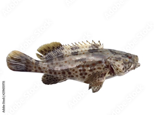 Estaury grouper fish,Malabar rock cod  photo