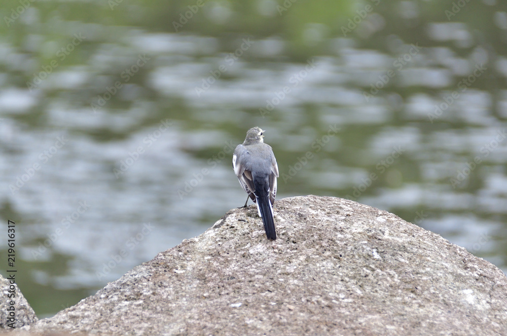 Obraz premium Wagtail