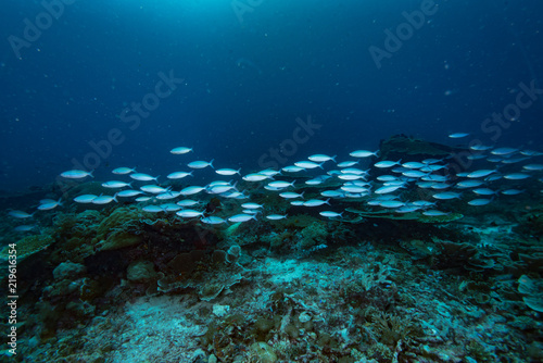 Tropical Coral Reef Underwater Landscape Fusiliers