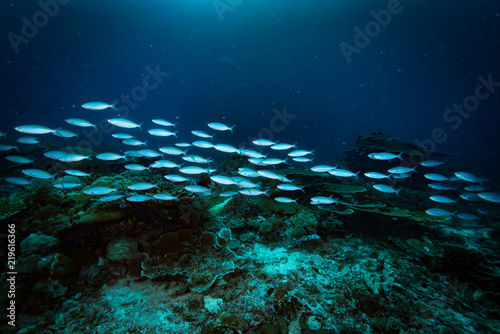 Tropical Coral Reef Underwater Landscape Fusiliers photo