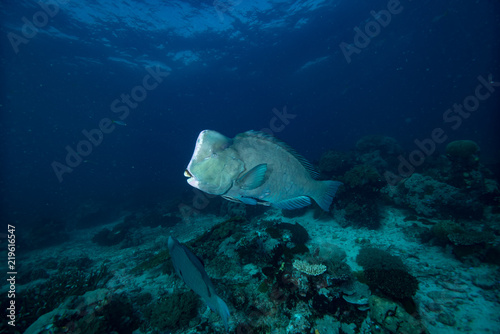 Humphead parrotfish Bolbometopon muricatum