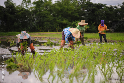 Farmer planted rice seedlings in the farm