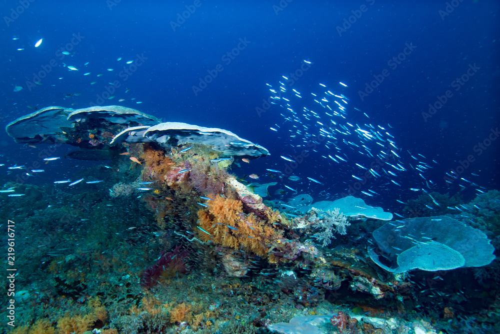 Fototapeta premium Tropical Underwater Raja Ampat