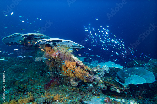 Tropical Underwater Raja Ampat