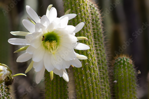 Spectacular giant white bloom on an Echinopsis Schickendantzii cactus with a bee getting nectar from the center of the bloom- native of northwestern Argentina.