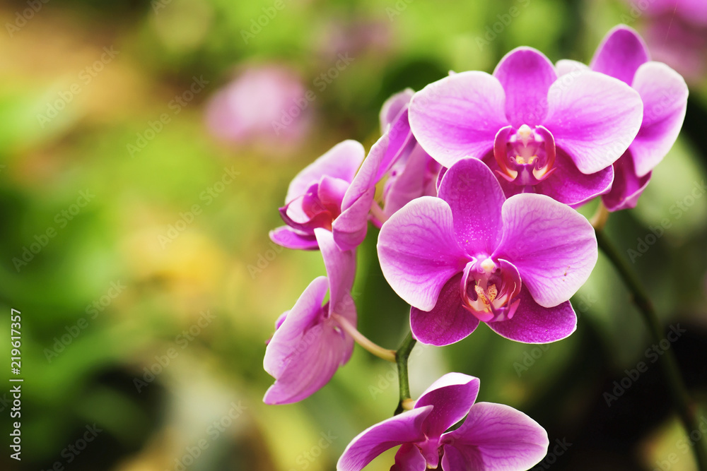Obraz premium piękny kwiat orchidei kwitnący w porze deszczowej