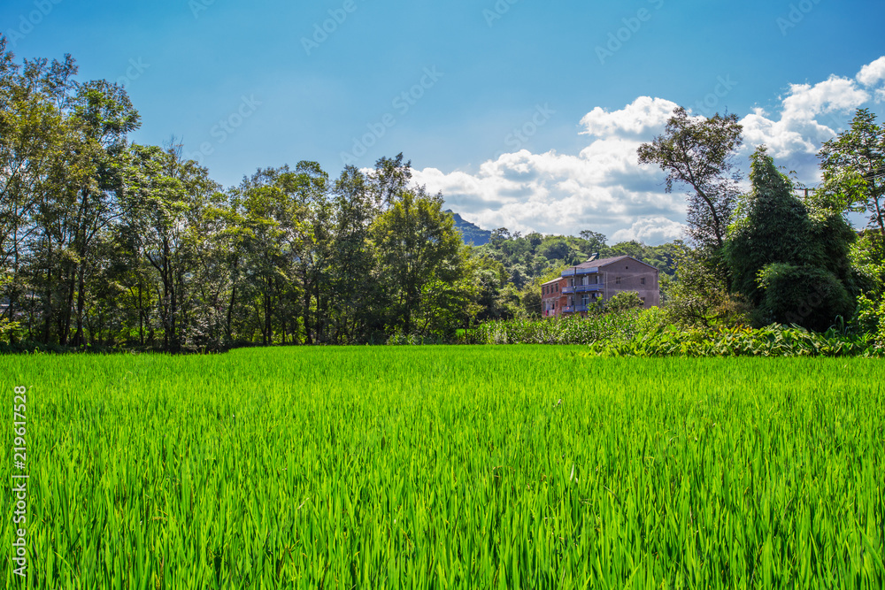 Chinese rural rice fields in summer Chinese rural rice fields in summer