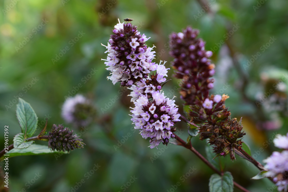 Bautiful green mint multimenta the garden, Summer Bautiful green mint multimenta the garden, Summer