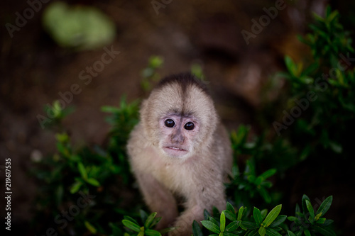 Baby monkey in Tena  Ecuador.