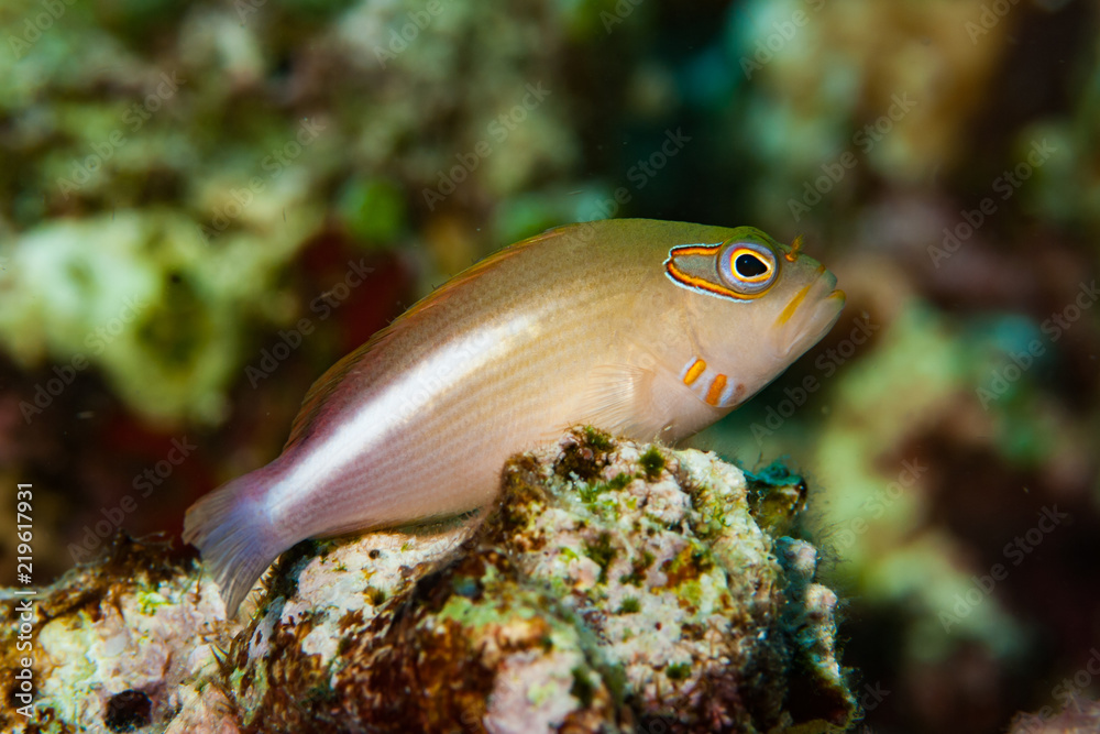 Obraz premium Arc-Eye Hawkfish Parracirrhites arcatus