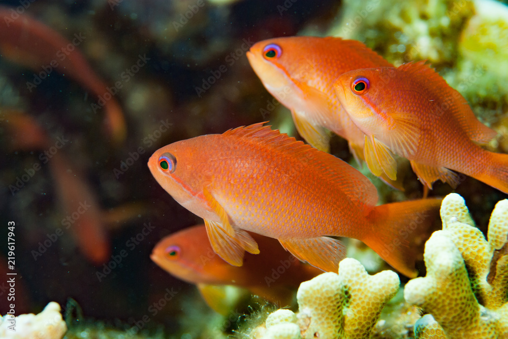 Scalefin Anthias Pseudanthias squamipinnis Scalefin Anthias Pseudanthias squamipinnis