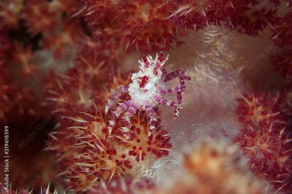 Soft Coral Crab Hoplophrys oatesii Soft Coral Crab Hoplophrys oatesii
