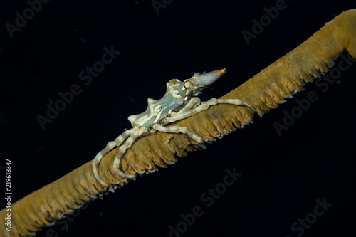 Xenocarcinus tuberculatus photo