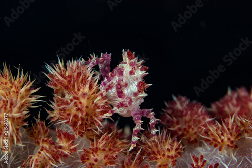 Soft Coral Crab Hoplophrys oatesii