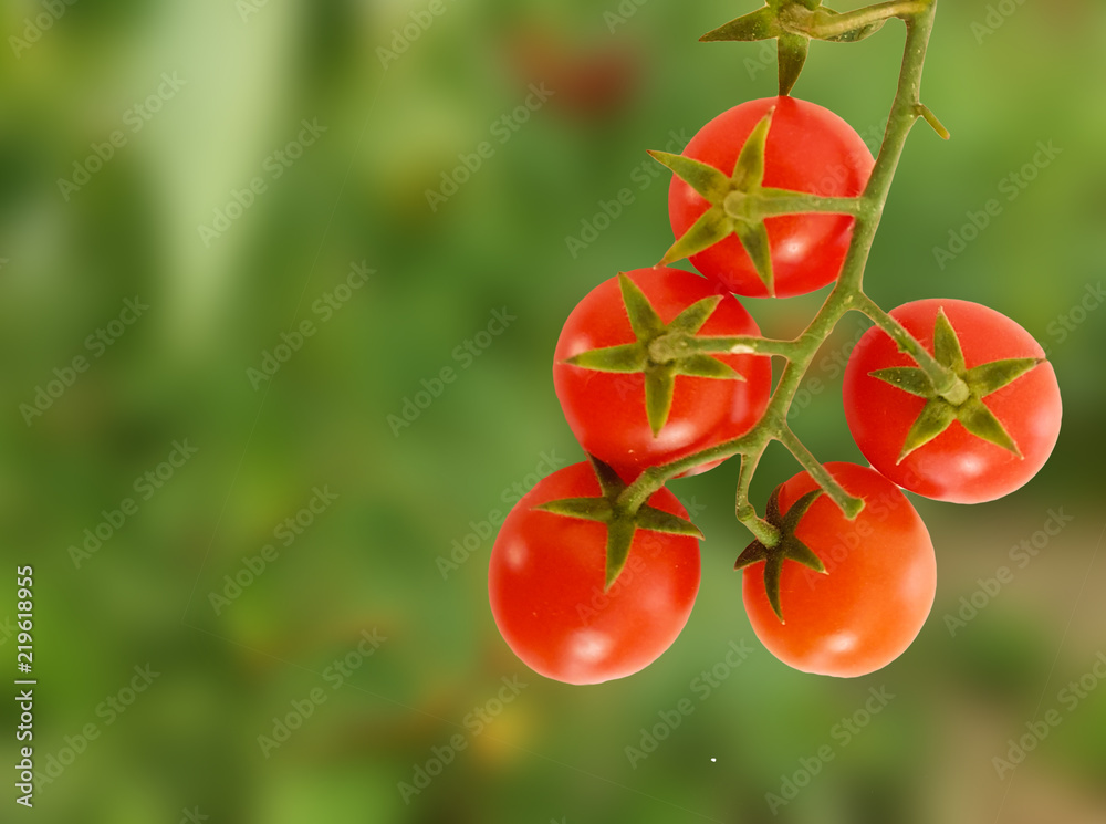 tomatoes cherry many ripe red green order