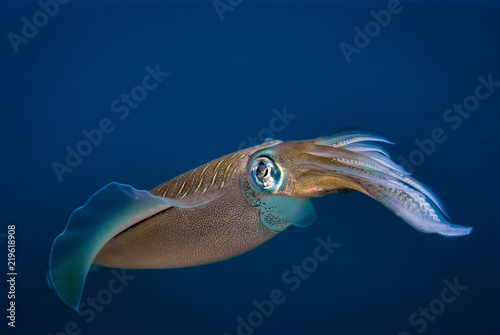 Reef squid Sepioteuthis lessoniana