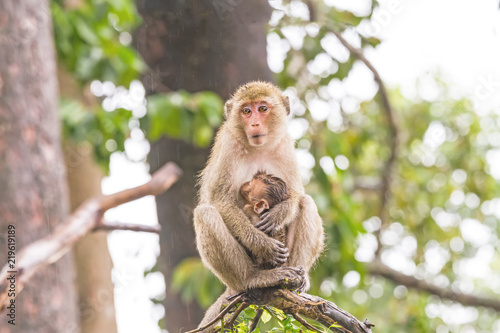Portrait of family monkey sitting on branch © pittawut
