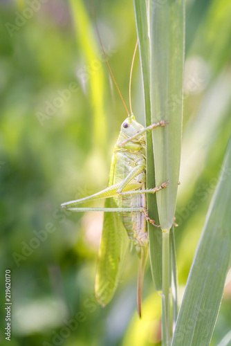 Tettigonia viridissima - Great green bush cricket - grosses Heupferd.