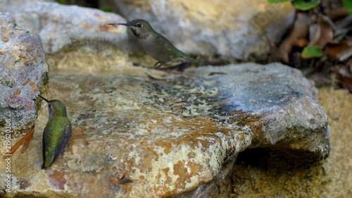 Hummingbirds bathing 