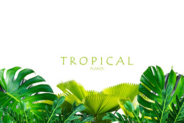 Tropical green leaves frame floral plant  monstera isolated  background 