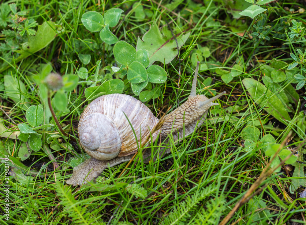 Big snail with green grass, close-up, cochlea and animal, natural Big snail with green grass, close-up, cochlea and animal, natural