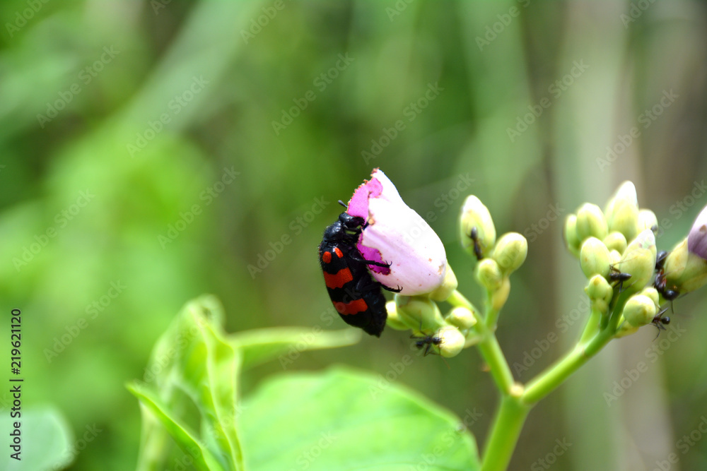 insect smelling juice from flower in garden insect smelling juice from flower in garden