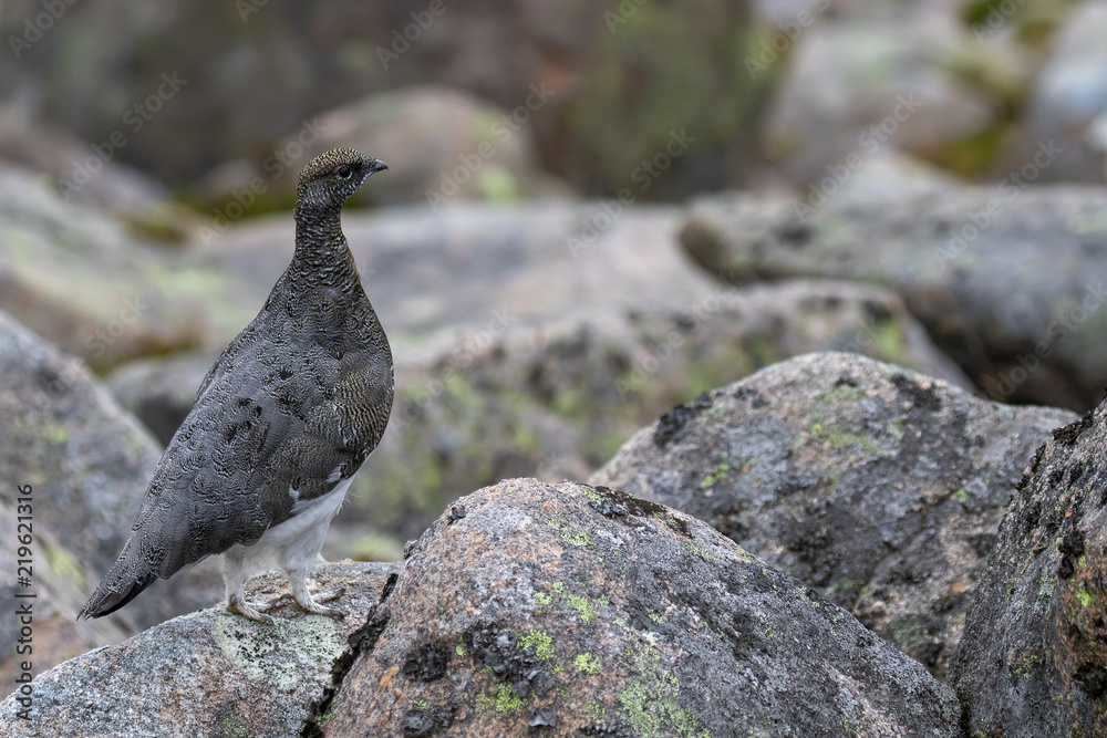 Obraz premium female ptarmigan (Lagopus muta) during late august amidst the scree in the cairngorms national parl, scotland.