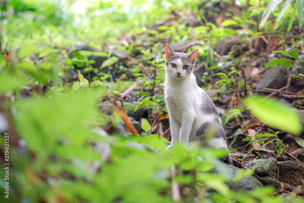 Cat pose portrait in forrest wild jungle Cat pose portrait in forrest wild jungle