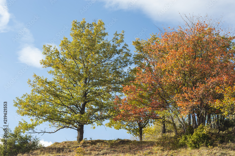 Naklejka premium Autumn colours